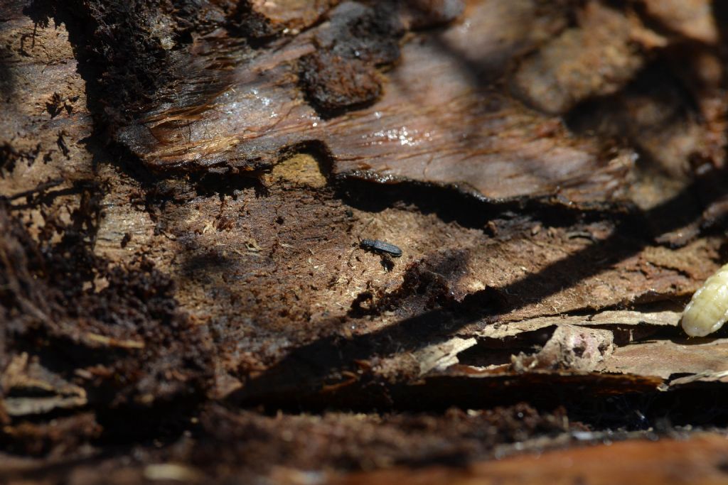 Uleiota planata (cf), Silvanidae